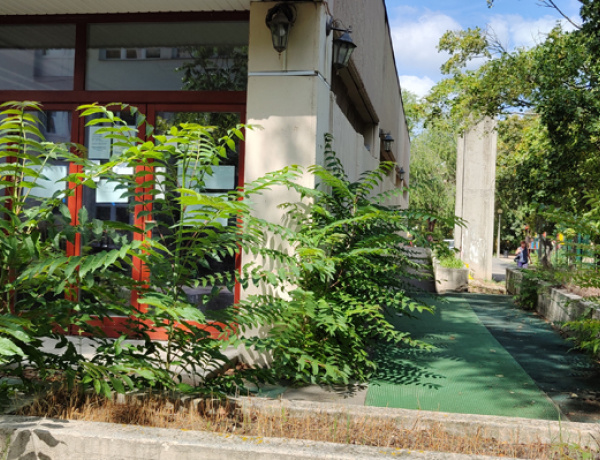 Ezt érdemes tudni az inváziós növényfajokról! - Ön is tehet azért, hogy ne lepjék el a várost!