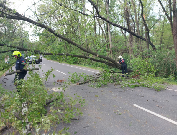 Megviselte az erős szél a Sóstói úti fákat
