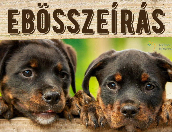 Itt az ideje – Összeírják az ebeket                                