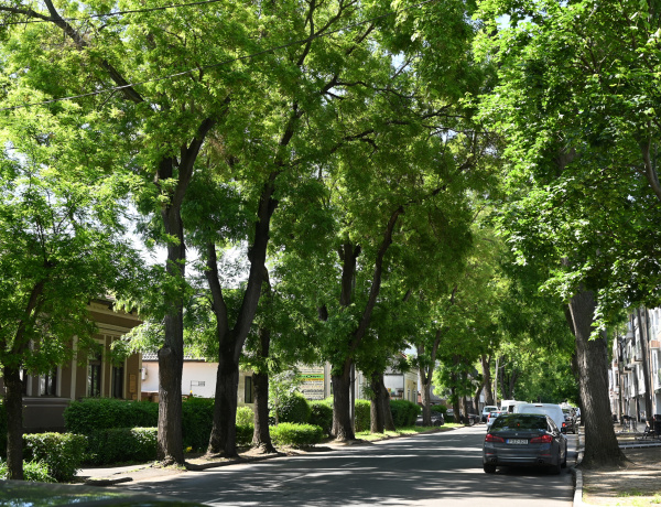 Fókuszban a fák és fasorok védettsége: most a nyíregyháziak is beküldhetik javaslataikat értékeink megóvására