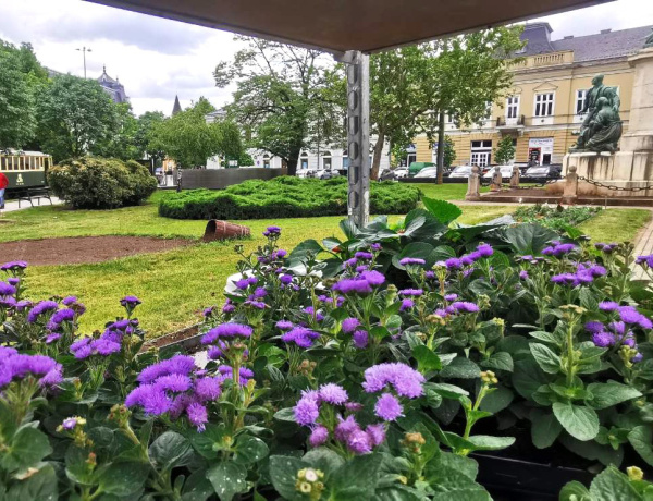 Virágos Nyíregyháza – Lesz-e Európa legvirágosabb városa a szabolcsi megyeszékhely?