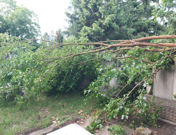 Nem bírta az eperfa ága - sírokat rongált meg