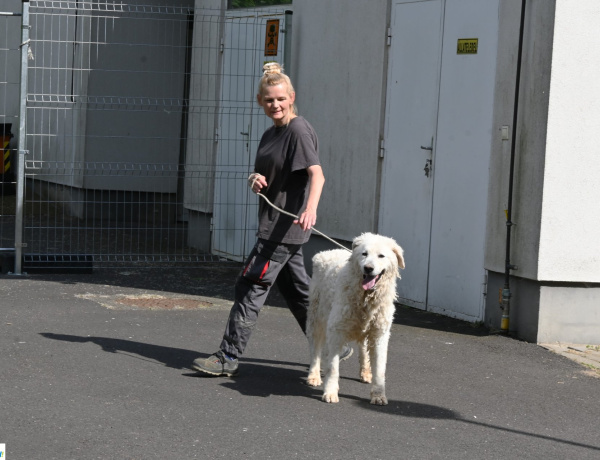 Megállapodás és akcióterv - Nyíregyháza komolyan veszi az állatvédelmet