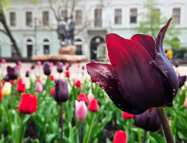 Felfedező élménykörútat szerveznek Nyíregyházán