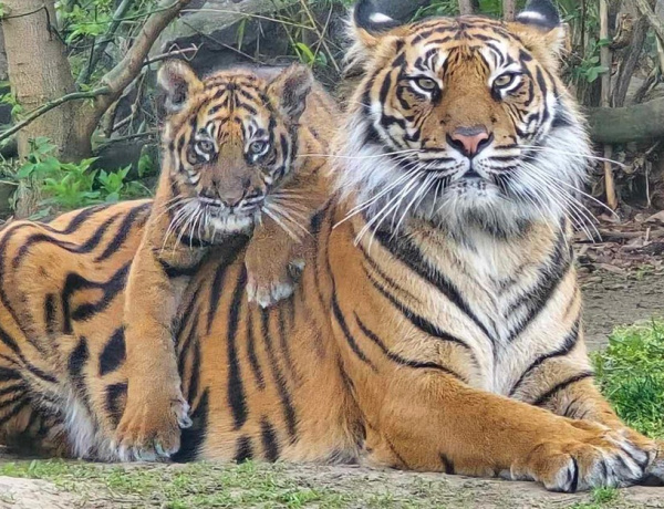 Harun – SóstóZOO szumátrai tigriskölyökének a közönség segített nevet választani