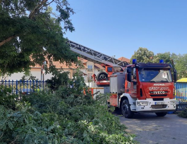 Balesetveszélyes fákat vágták ki a nyíregyházi mentőállomás udvarán