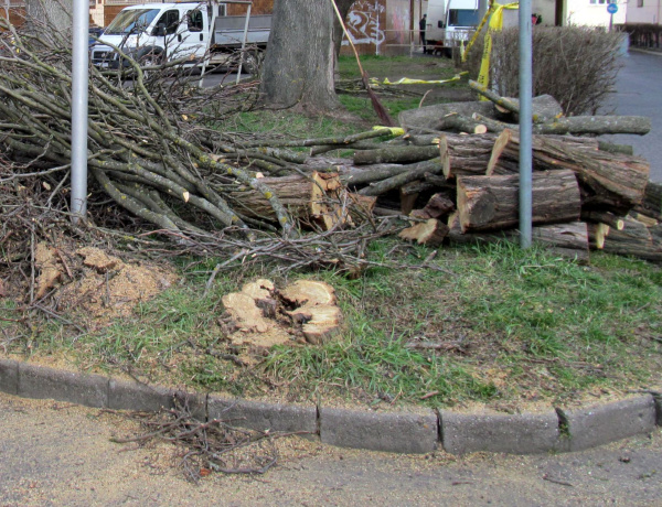 Emelőkosárból vágták le a veszélyes ágakat a NYÍRVV munkatársai