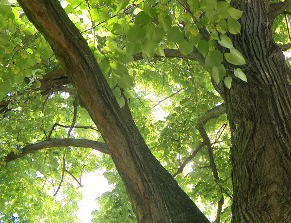 Védett fák – Új egyedek védetté nyilvánítását tervezik Nyíregyházán