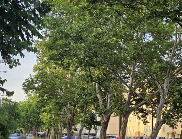 Javasoljon Ön is fákat helyi védettségre!