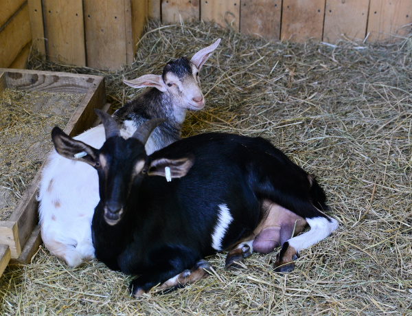 Nyíregyházi siker - Ez az intézmény lett az „Év Állatvédő Általános Iskolája" 2025-ben