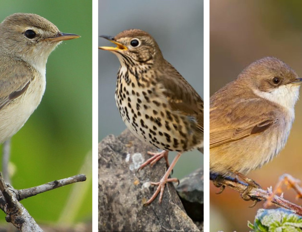 Az énekes, a poszáta és a geze - Ön szerint melyik madarat válasszák?