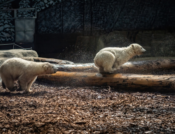 Tanulás testközelből – Jegesmedvebocsok látványetetésén jártak a zoosulisok