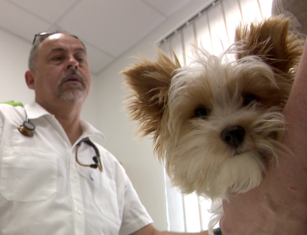 Állatvédelem – A lepkeszúnyog veszélyére figyelmeztetnek a szakemberek a nyári melegben