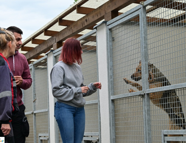  Örökbefogadás – Hatvan kutya várta, hogy egy gazdi rátaláljon