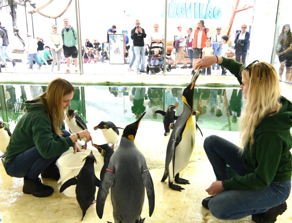 Új királypingvin Nyíregyházán – Frakkos vendég érkezett Wuppertalból