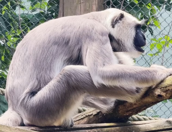 Hulmán hím érkezett – Különleges főemlős lelt új otthonra Nyíregyházán