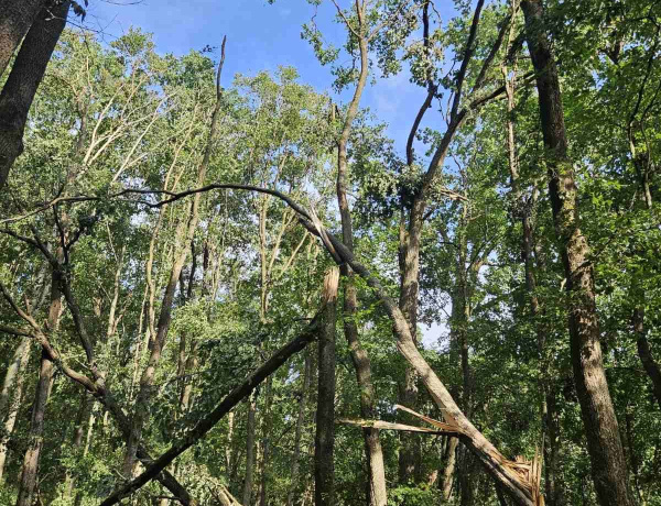 Nem kímélte a vihar - Súlyos károk keletkeztek az észak-kelet-magyarországi erdőkben