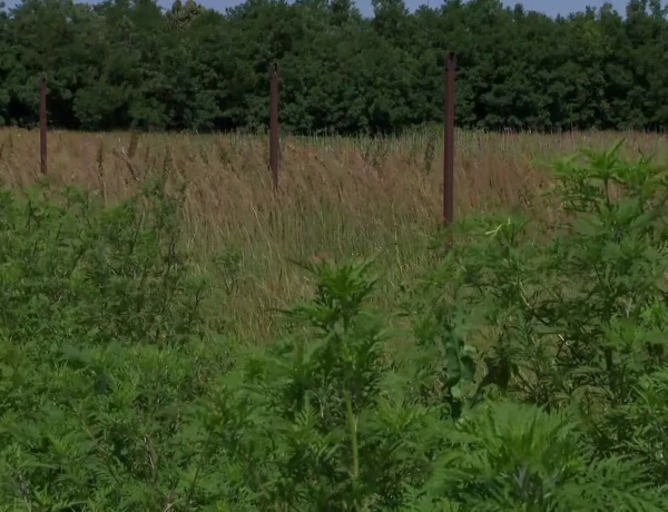 Parlagfűért virág! – Ismét elindult az akció Nyíregyházán 