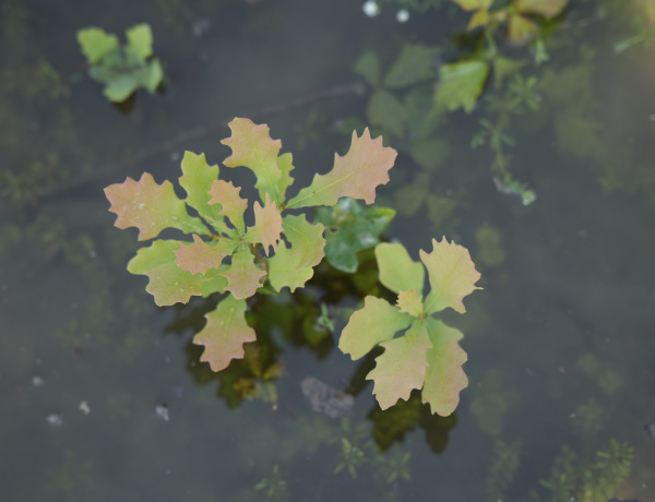 Vízpótlás a Tarpai-erdőben - Így alkalmazkodik a klímaváltozáshoz a NYÍRERDŐ