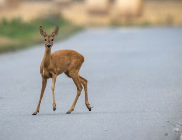 Őznász – Érdemes fokozottan figyelni az utakon