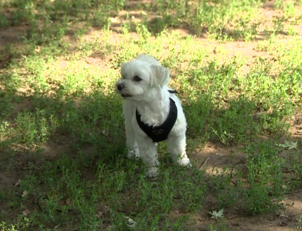 Állatvédelem – Tanácsok a házi kedvencek megóvására vihar és tűzijáték idején