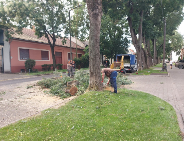 Balesetveszélyes fát vágtak ki a Dózsa György utcán