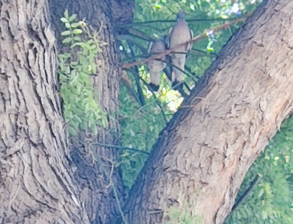 Galambfészek miatt elhalasztott, kényszerű fakivágás