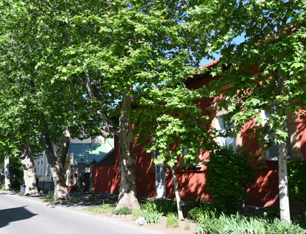 Városi fák: búcsú a nyárfáktól?                     