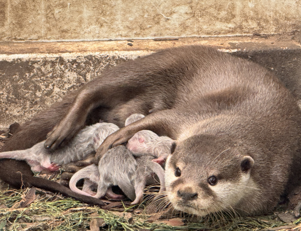 Ázsiai kiskarmú vidrák születtek a Nyíregyházi Állatparkban!