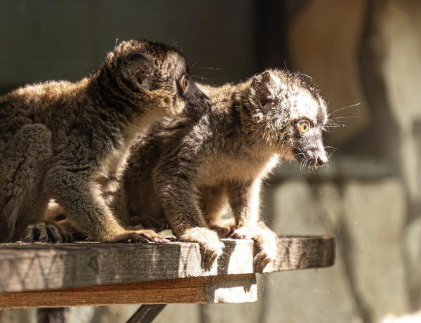 Újabb aranyos jövevények – Egészségesek a Nyíregyházi Állatkert sárgaszakállú maki ikrei