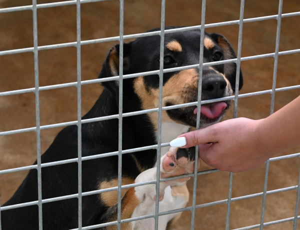 Örökbefogadási nap – Újabb nyílt nap az Állategészségügyi Telepen