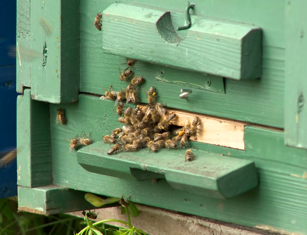 Minimális akácméz, kevés napraforgó – Nehéz helyzetbe kerültek a méhészek a viszontagságos időjárás miatt