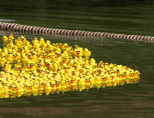 Jótékonysági kacsaúsztatás – Több ezer gumikacsa lepte el a Sóstói Csónakázó-tavat
