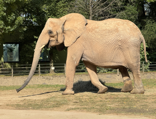 Újabb elefánt érkezett a Nyíregyházi Állatparkba – vemhes nősténnyel bővült tenyészcsapat