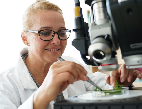 Parlagfű: a Nyíregyházi Egyetem kutatásai is alátámasztják, egyre hosszabb a pollenszezon