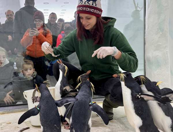 Két új sziklaugró pingvinnel gyarapodott a nyíregyházi pingvin kolónia