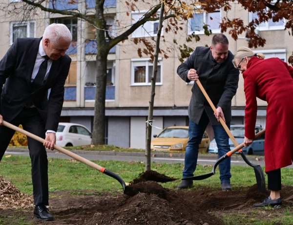 Faültetés a Korányin – Újabb fákat ültettek el a polgármesteri fásítási program keretében