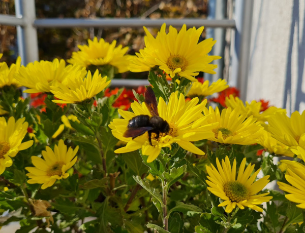 Szombaton is nyitva lesznek a virágpiacok - erről adott tájékoztatást a NYÍRVV