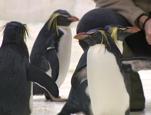 Új frakkosok Nyíregyházán - Sziklaugró pingvinek érkeztek az állatparkba 