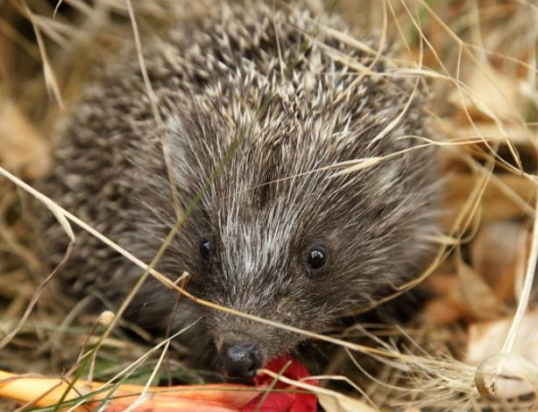 Indul a telelési időszak – Fokozottan figyeljünk a sünökre
