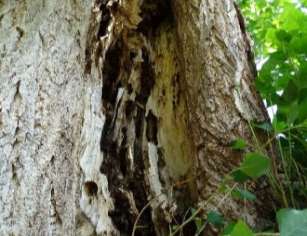 Két, az élet- és vagyonvédelmet veszélyeztető fát vágtak ki a Pazonyi téren, tízet ültetnek helyettük