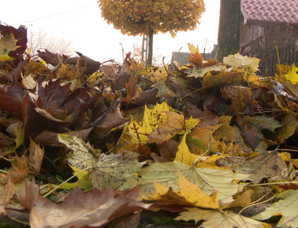 Avarégetés – Számos veszélyt rejt a kerti és egyéb hulladékok égetése