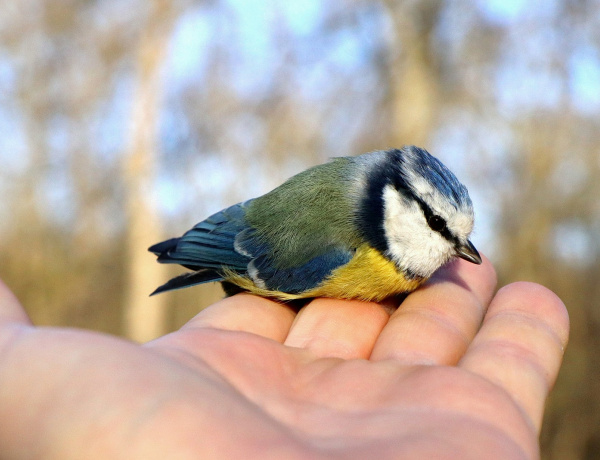 Madárkarácsonyra várják a természetbarátokat a Sóstói-erdőben