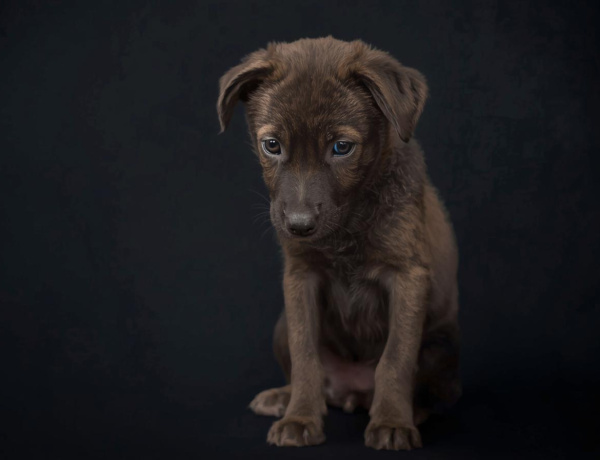 Ne ajándékozzunk élő állatot karácsonyra – figyelmeztet az Orpheus Állatvédő Egyesület