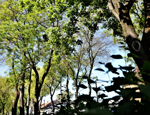 Tájékoztató a helyi védett természeti értékek 2025. évi felülvizsgálatáról