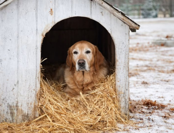 Fagyriadó: komoly veszélyt jelent a kutyahideg az állatokra is