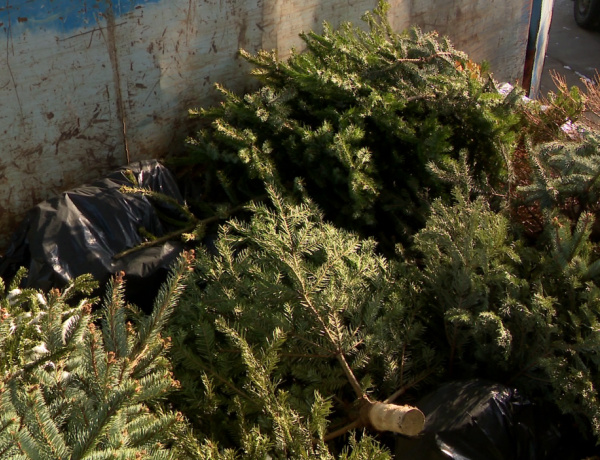 A lebontott karácsonyfából értékes ajándék lehet!  –  Gyűjtőakciót indított az ÉAK