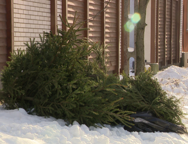 Zöldhulladék-szállítás – Összegyűjti az utcákra kihelyezett fenyőfákat az ÉAK