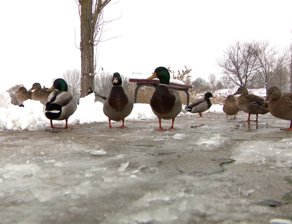 Egyelőre nem enged a hideg – rekordközeli energiafogyasztás, megteltek a melegedők Nyíregyházán
