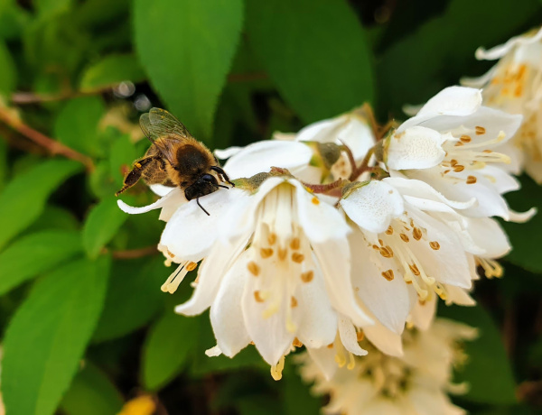 Határokon átnyúló összefogás a beporzók védelméért – rendezvény a könyvtárban